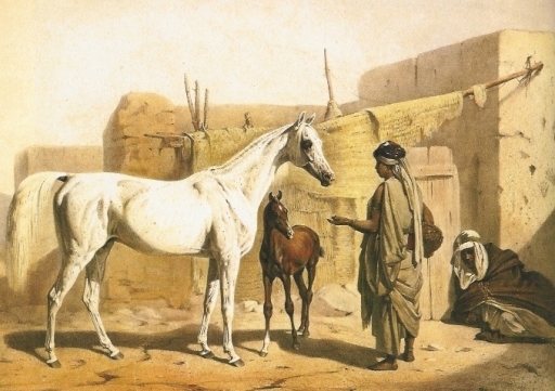 purosangue-arabo-storia